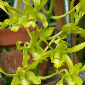 Dendrobium Ceasar Green orchid flower with yellow green petals and slightly twisted shape, unique antelope type dendrobium bloom