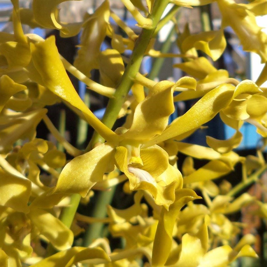 Dendrobium Chan Chao Helix orchid flower with twisted golden yellow petals, unique helix shaped dendrobium bloom for indoor plant decor