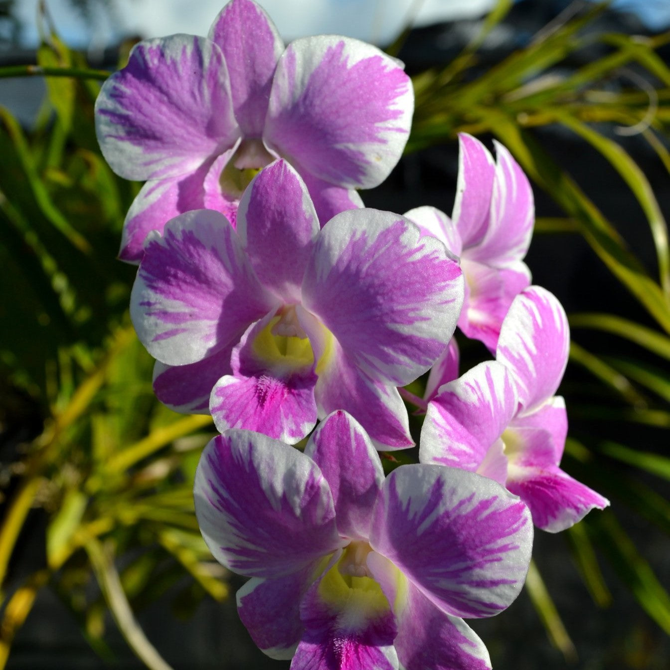 endrobium Ekapol Splash orchid flower with purple pink and white petals, splash pattern dendrobium bloom with yellow center, vibrant tropical orchid flower close up