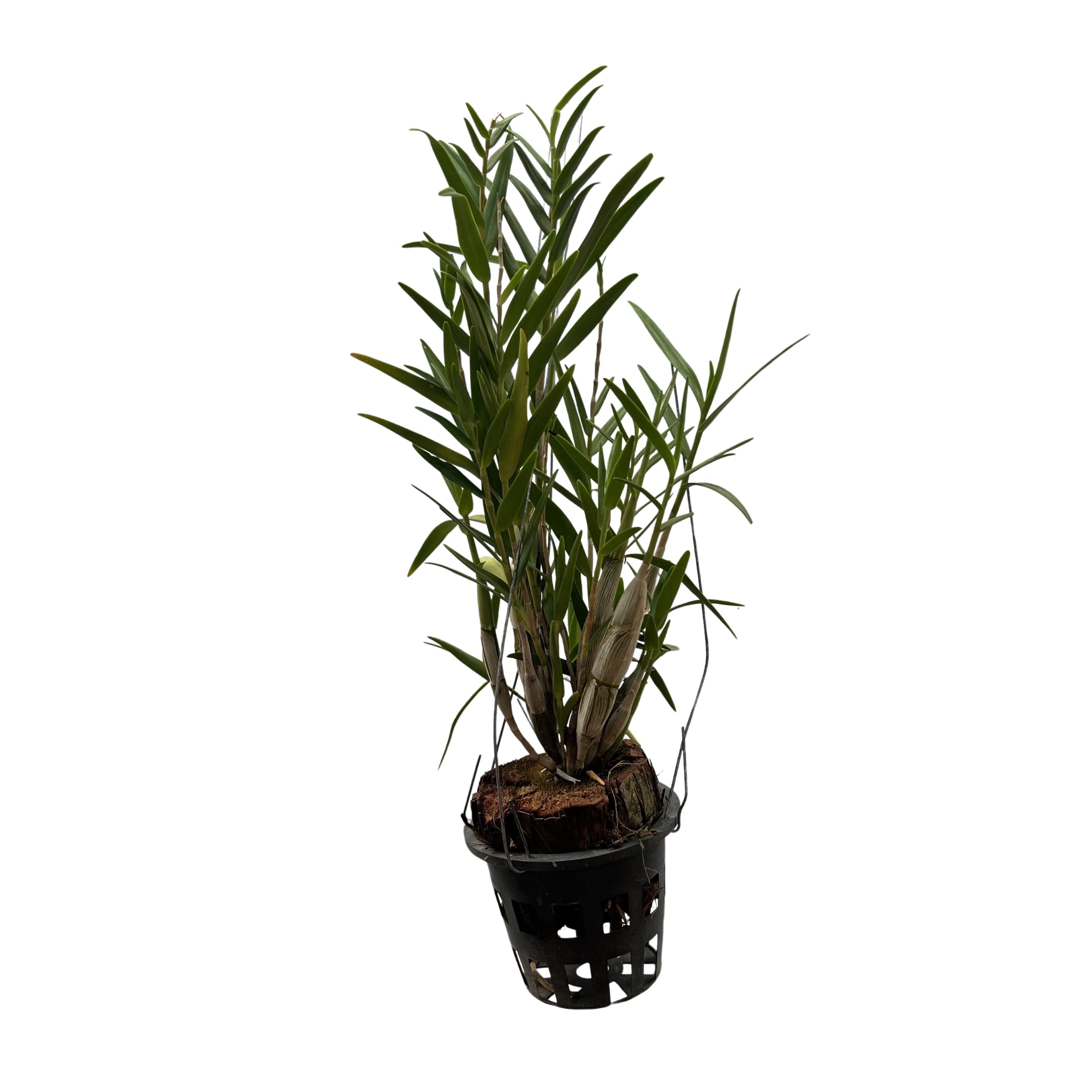 Dendrobium faciferum orchid plant with thin upright cane-like stems and narrow green leaves, grown in a pot or mounted form, showing natural epiphytic growth, safely delivered at your doorstep