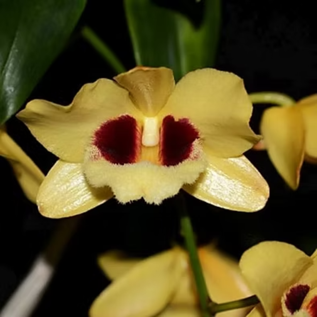 Dendrobium Gatton Sunray species orchid with bright yellow golden flowers and contrasting lip, blooming in natural clusters on slender canes, exotic dendrobium orchid for collectors in India.
