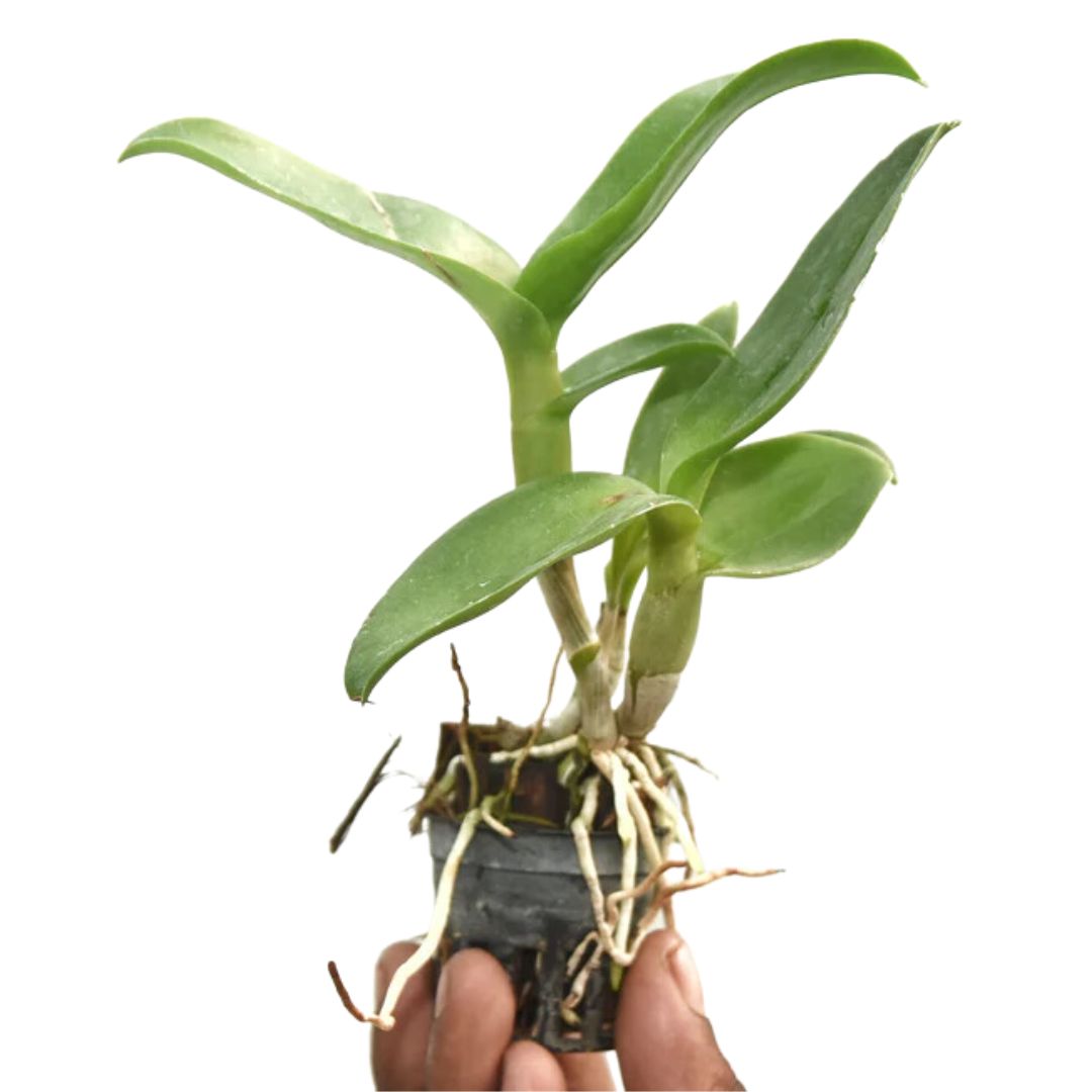 Dendrobium KGI Brown live orchid plant with healthy green canes and foliage, unique colour orchid suitable for home decor, balcony gardening, and orchid collection