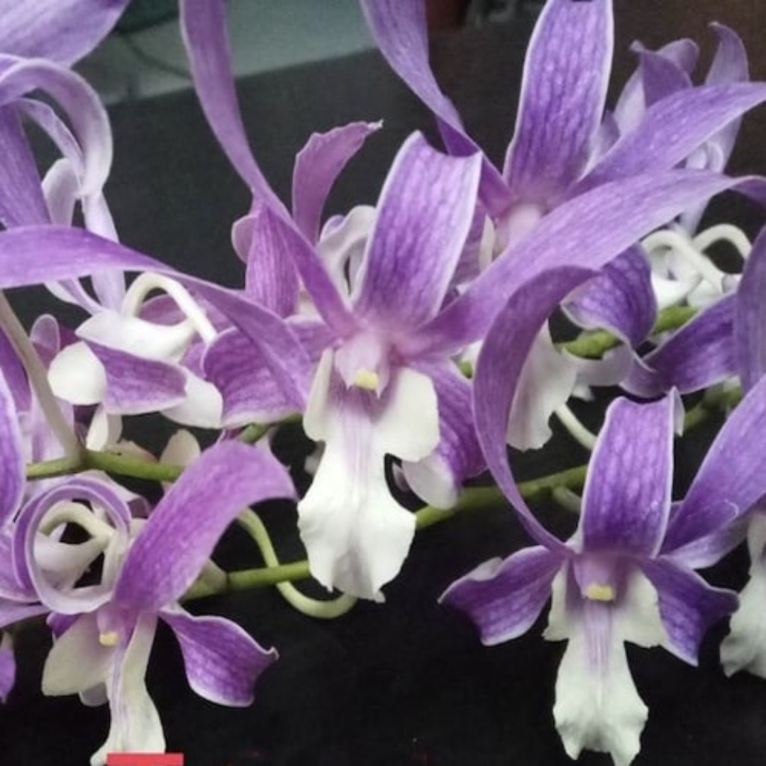Dendrobium King Cobra x Warawan orchid flower with slender lavender purple petals and white frilled lip, unique dendrobium bloom