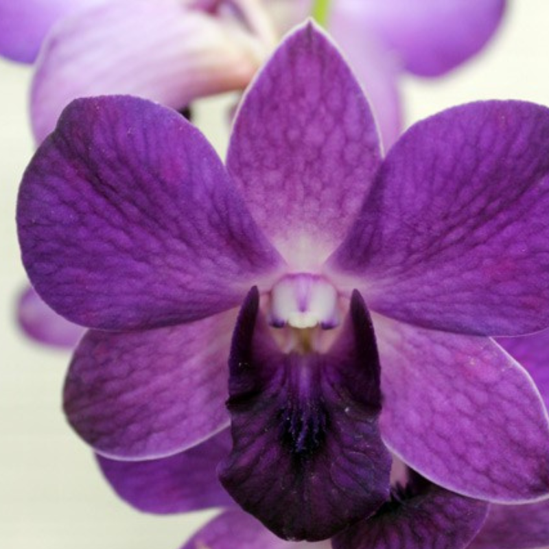 Dendrobium Mana Blue orchid bloom with bluish purple petals and darker center, rare color dendrobium for indoor plant decor