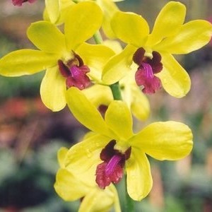 Dendrobium Mayneal x Uraiwon orchid flower with yellow petals and pink center, orchid flowers India