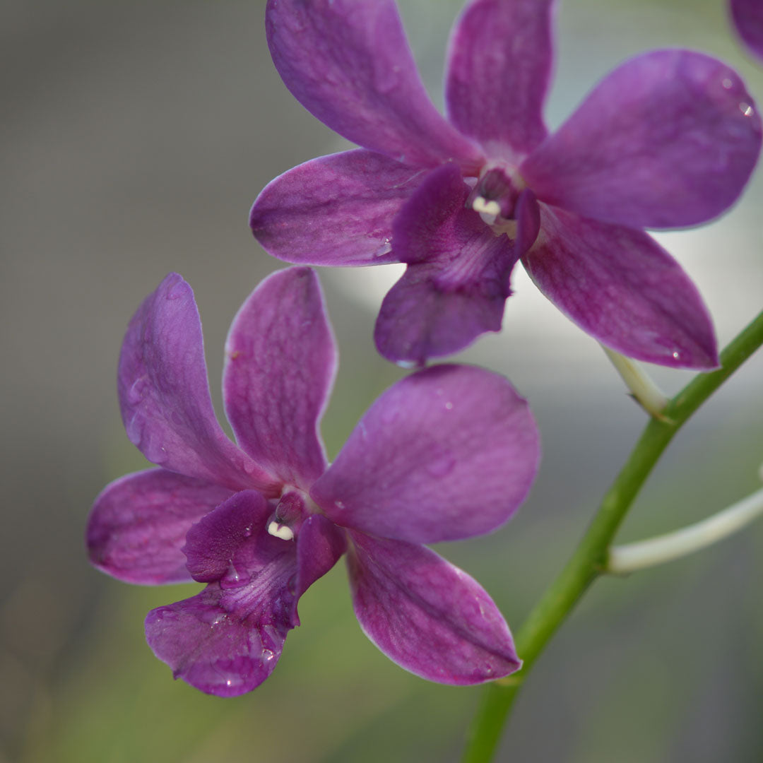 Dendrobium Nopporn Blue orchid flower with soft bluish lavender petals and gentle violet tones, rare coloured dendrobium bloom