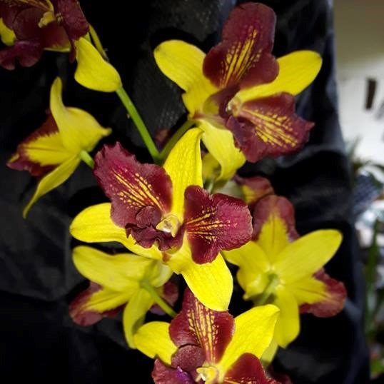 Bright yellow Dendrobium Thongchai Gold 3 Lip orchid with bold maroon center, close-up flowering orchid India