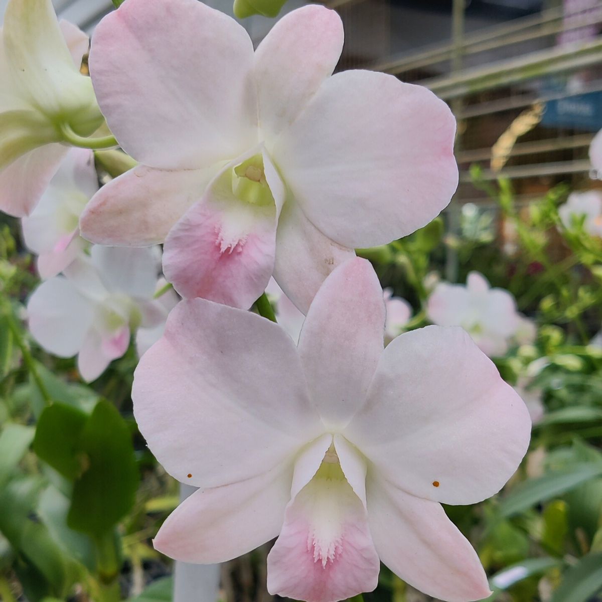 Dendrobium Visa Peach orchid displaying delicate peach-toned blooms with soft gradients, forming graceful flower sprays along tall canes, giving a gentle tropical elegance.