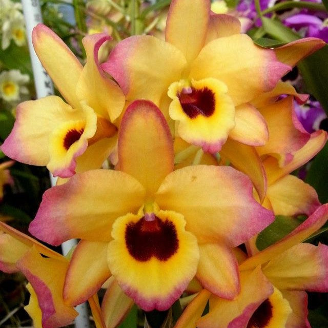 Dendrobium Nobile Yasuko Sugiyama 'Parade'