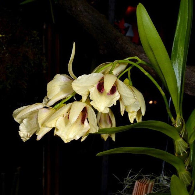 Dendrobium albosanguineum