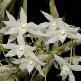 Dendrobium Hercoglossum alba