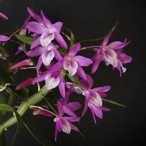 Dendrobium Rainbow Dance 'Akazukinchan'