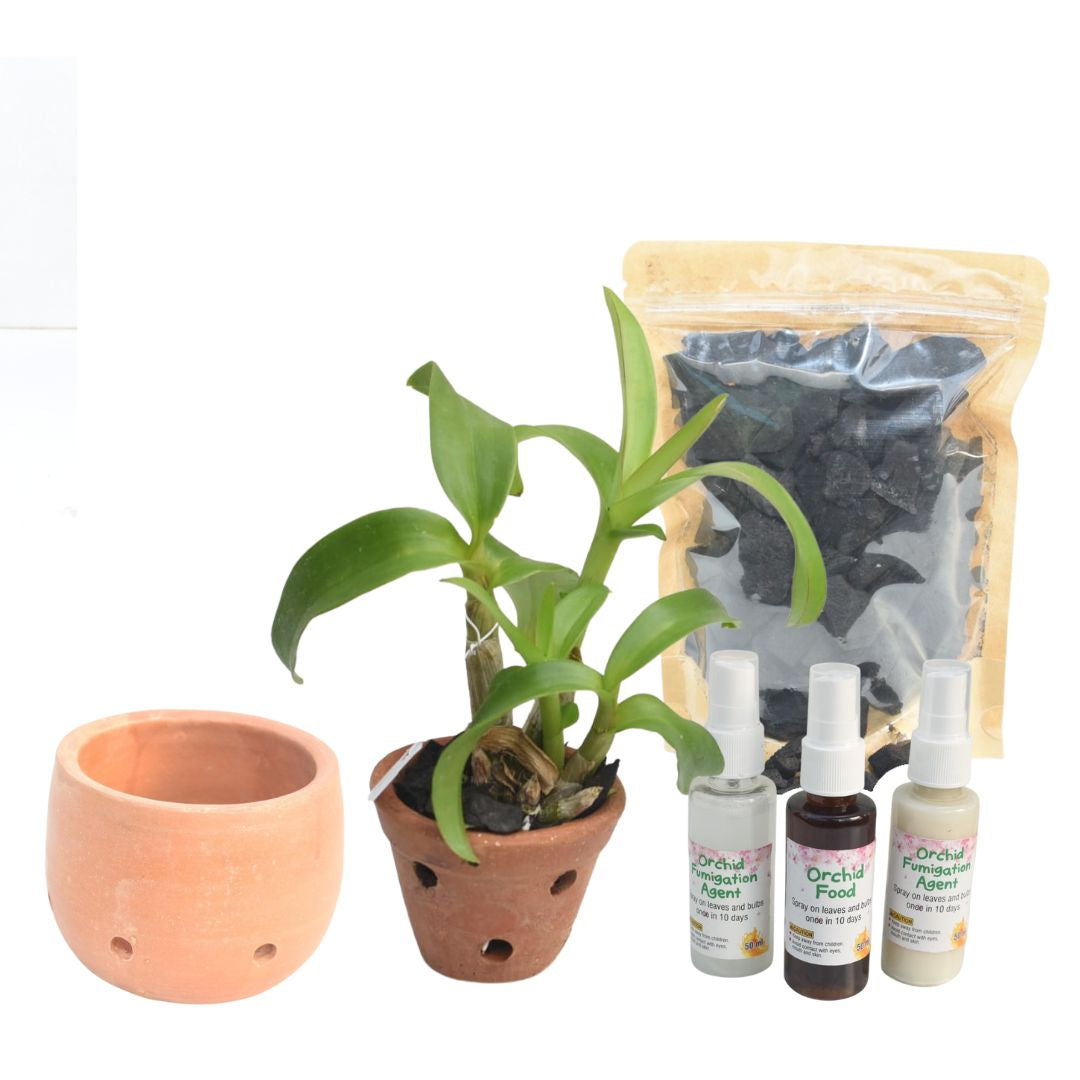 Dendrobium Blooming Assorted Colours