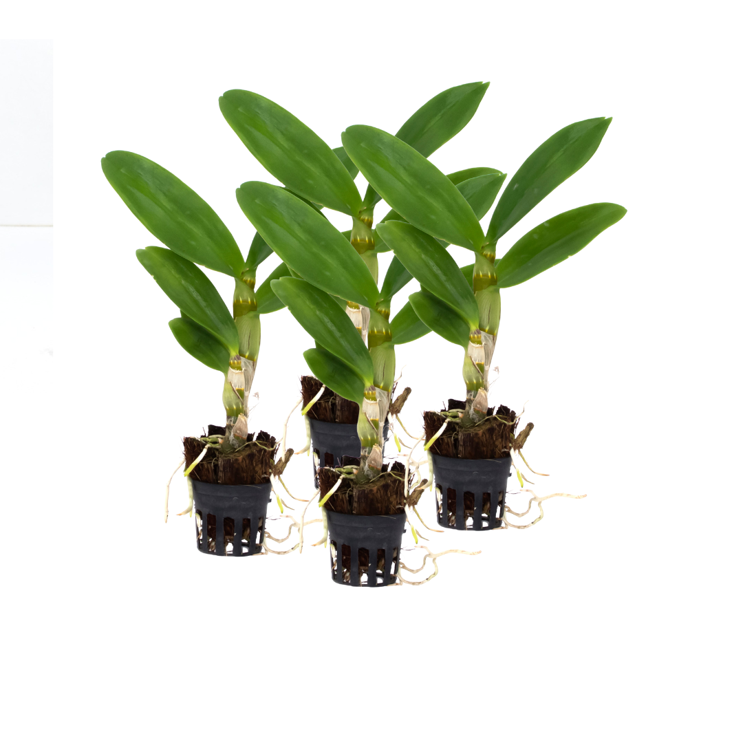 Dendrobium Seedling Combo