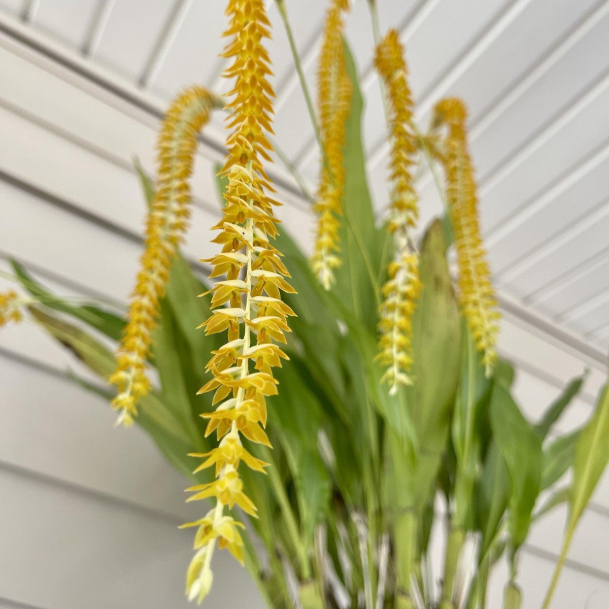 Dendrobchilum Magnum