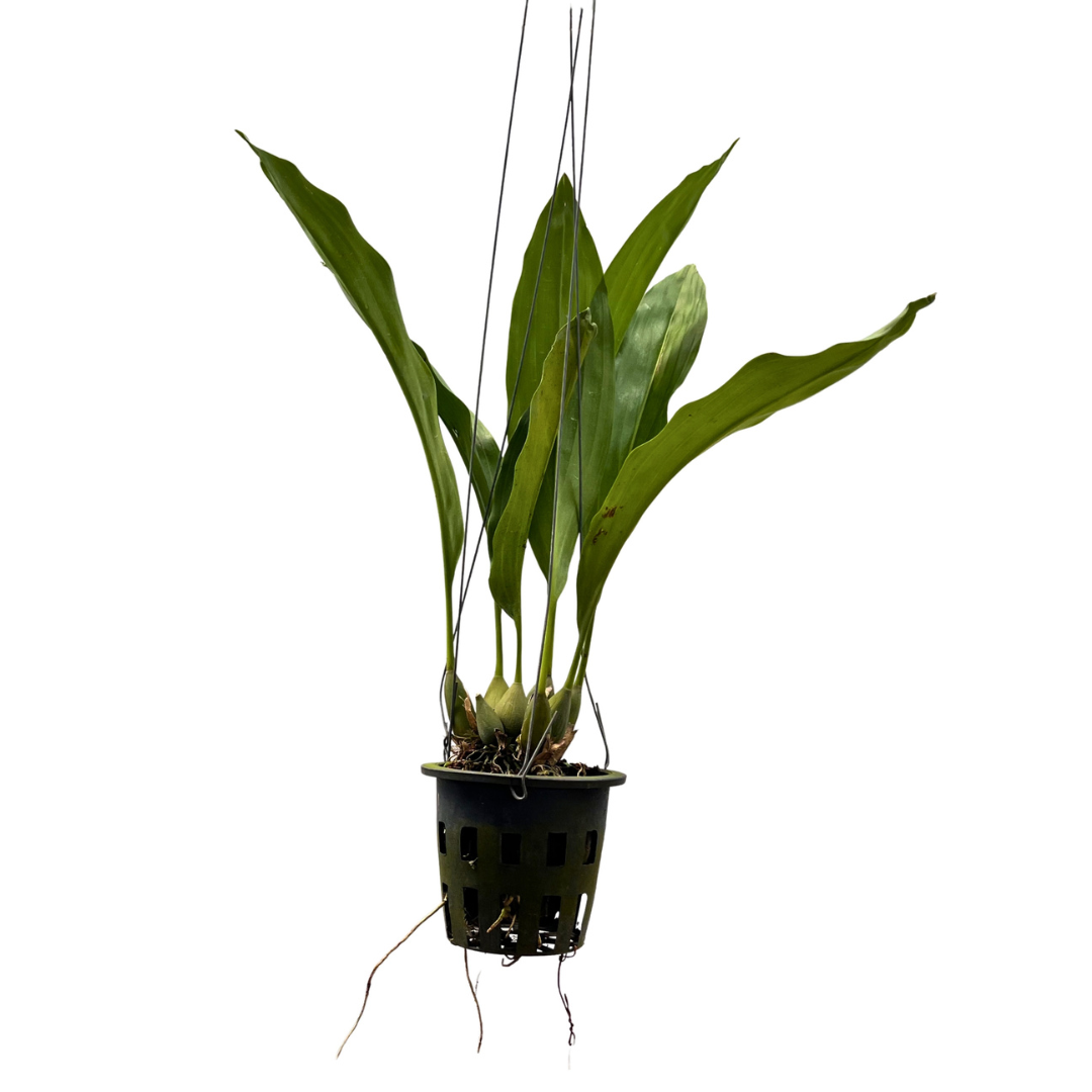 Dendrobchilum Magnum