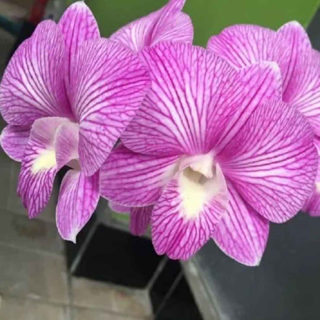 Pink striped Dendrobium Burana Stripe orchid flower close-up with vibrant blooms and detailed striping pattern, dendrobium orchid India
