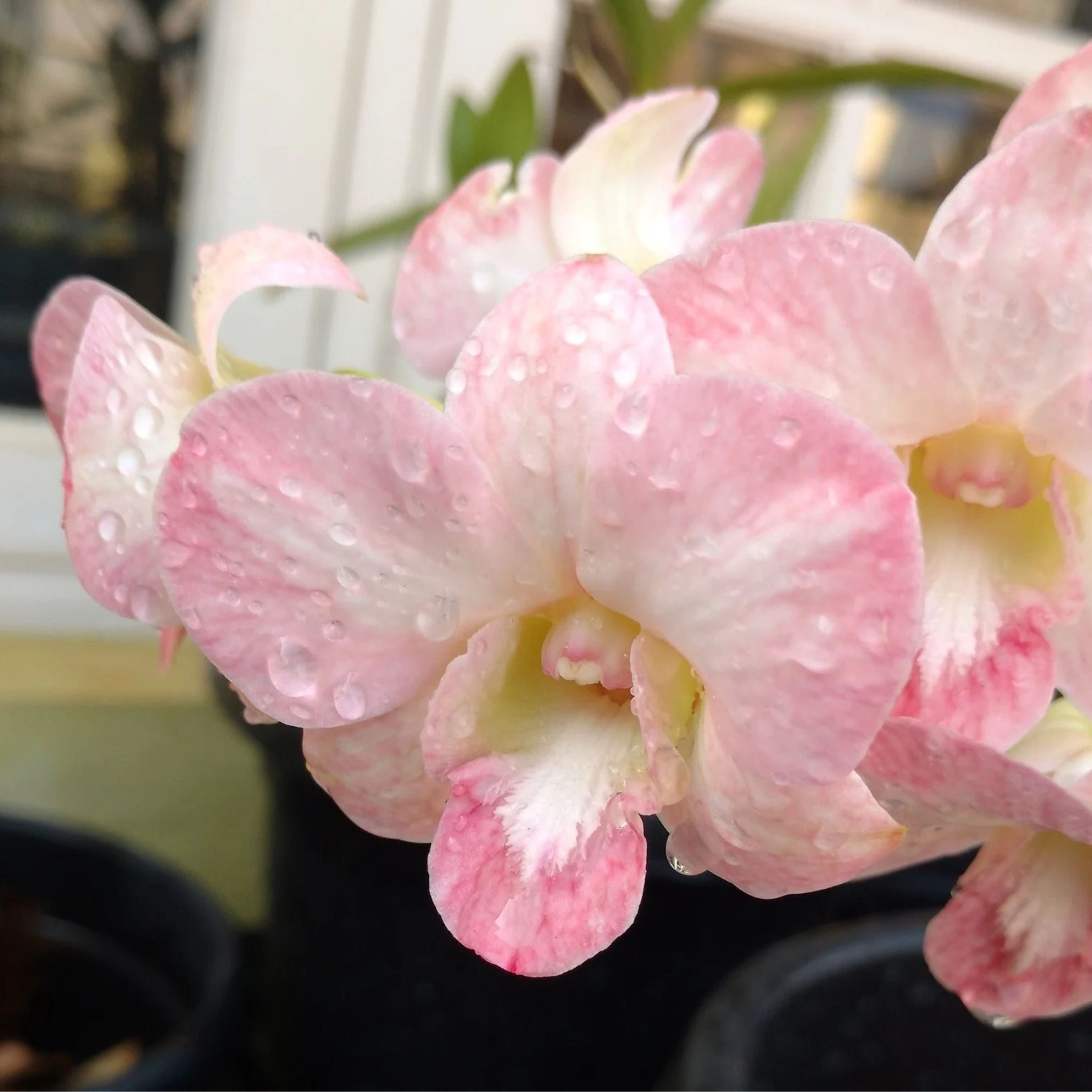 Dendrobium Burana Peach Honey