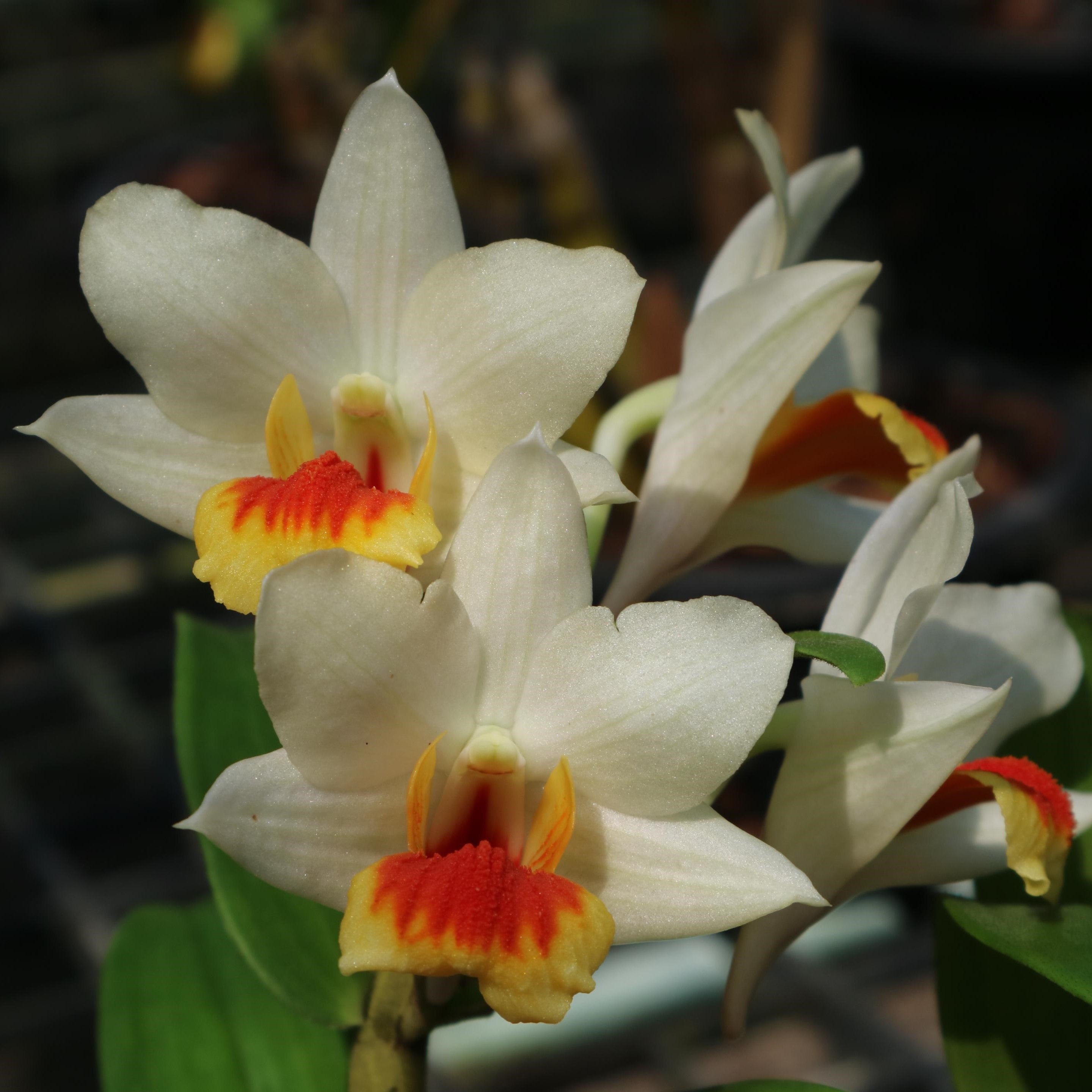 Dendrobium Jairak Wii