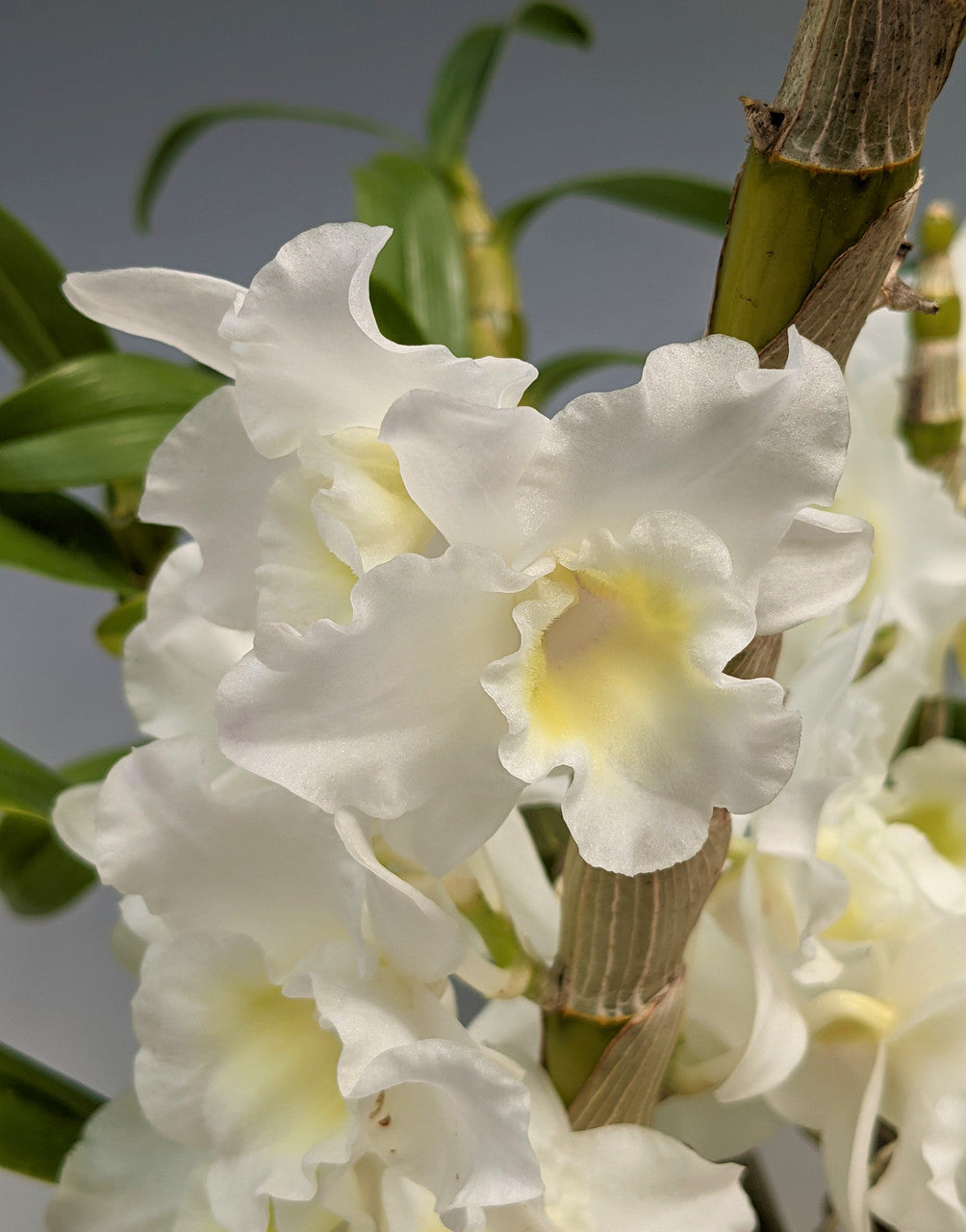 Dendrobium Sea Mary 'Snow King' Orchid Flower - Exquisite White Blooms for Your Home - Shop Now