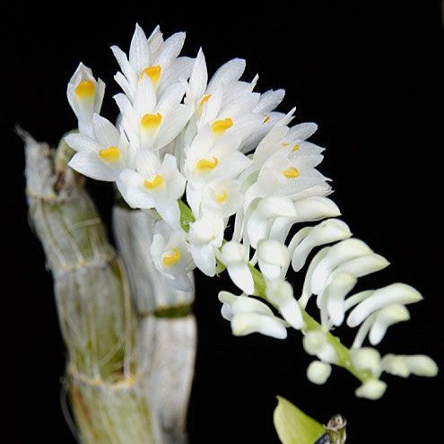 Dendrobium secundum alba