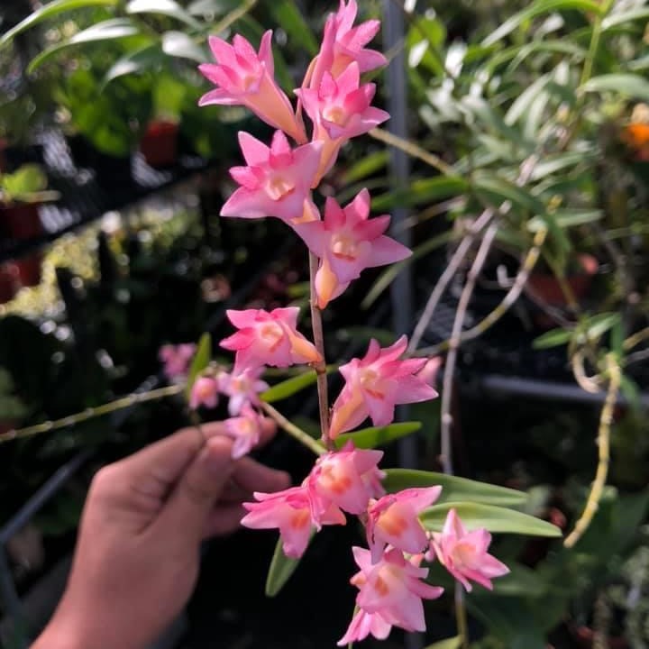 Dendrobium Sekarpuro