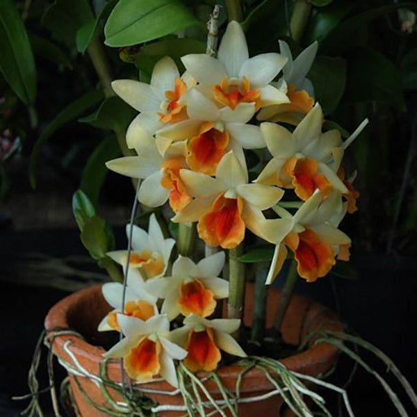 Dendrobium Sweet Dawn