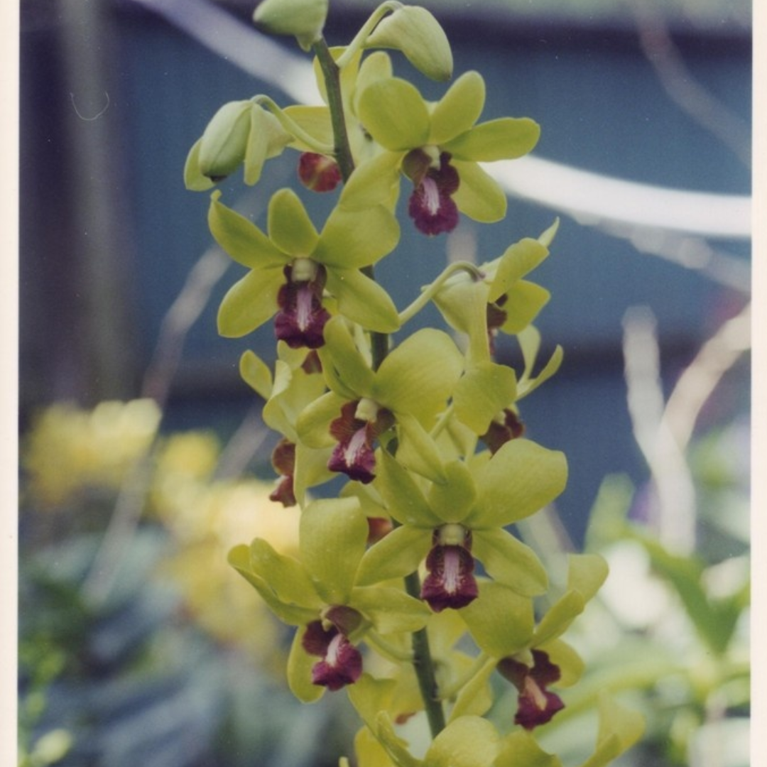Dendrobium Airy Gold orchid in bloom with soft golden yellow flowers arranged in elegant clusters along upright canes, showing a light airy and graceful tropical orchid display.