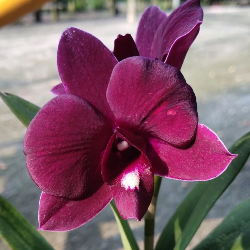 Dendrobium Seedling Combo 10