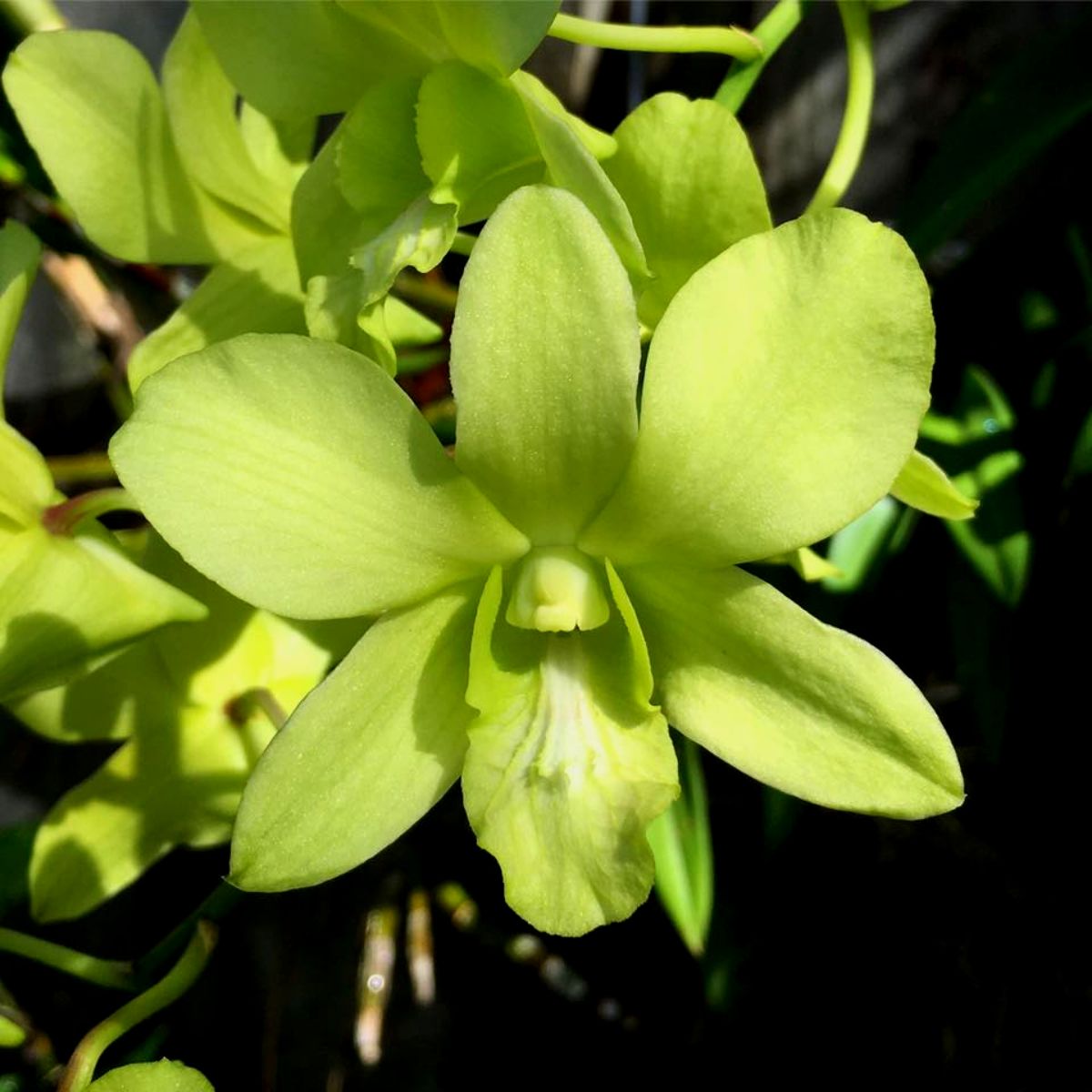 Dendrobium Areedang Green orchid flower with fresh green and yellow tones, delivered across India.