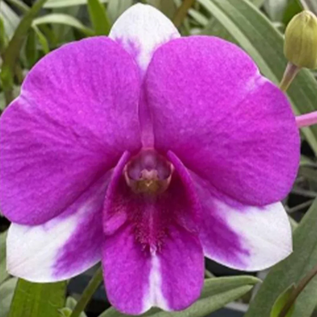 Bangkok Mini Compactum orchid plant available at Click Orchid. This compact orchid variety is a lovely choice for orchid collectors and plant lovers. Perfect for adding a unique touch to your plant collection, it is suitable for orchid enthusiasts who appreciate exotic varieties.
