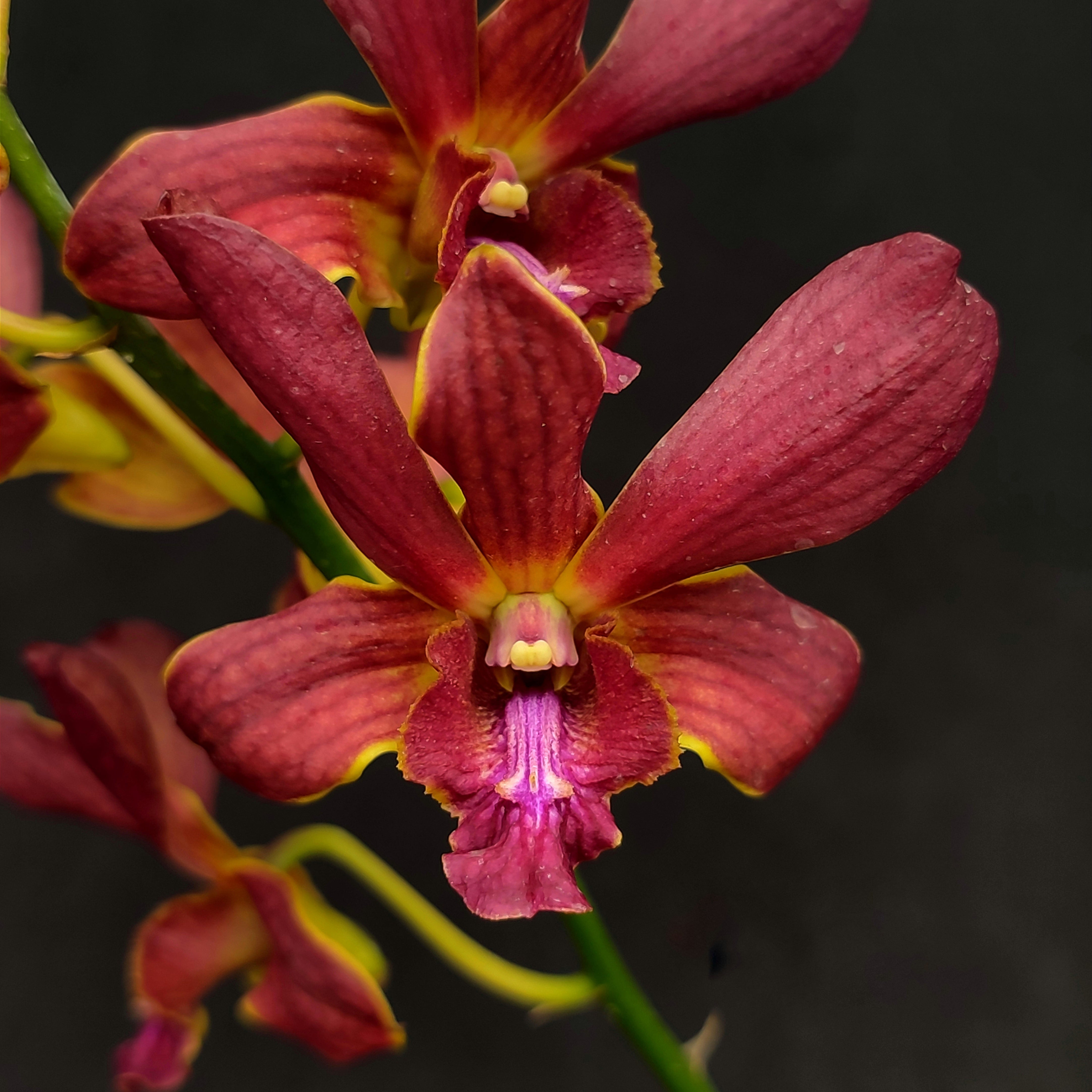 Dendrobium Berthachong x Lipstick orchid flower with vibrant red to maroon petals and contrasting lip, exotic dendrobium bloom