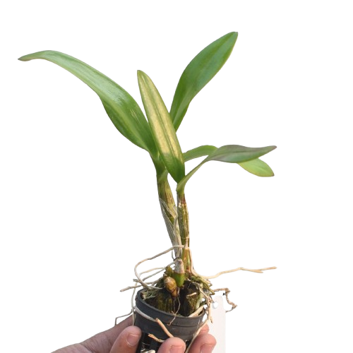 Dendrobium Berthachong x Lipstick live orchid plant with healthy green canes and lush foliage, suitable for indoor decor and home growing