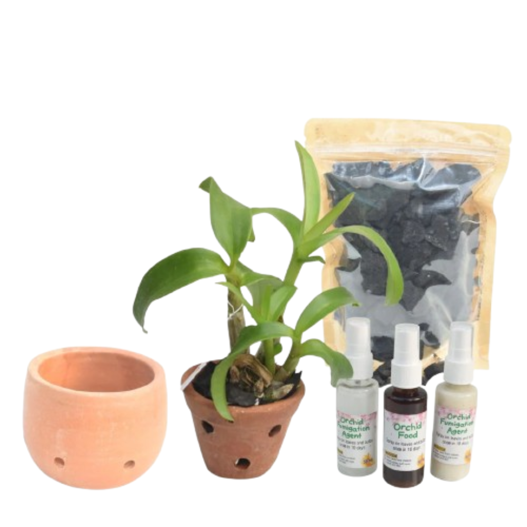 Dendrobium Blooming Combo Kit featuring healthy blooming size Dendrobium orchid plant, terracotta clay orchid pot, charcoal orchid potting mix, and Orchid Care Pack for beginner orchid growing and indoor gardening in India. Complete tropical orchid starter kit ideal for balcony gardens, home decor, gifting, and exotic orchid collections.