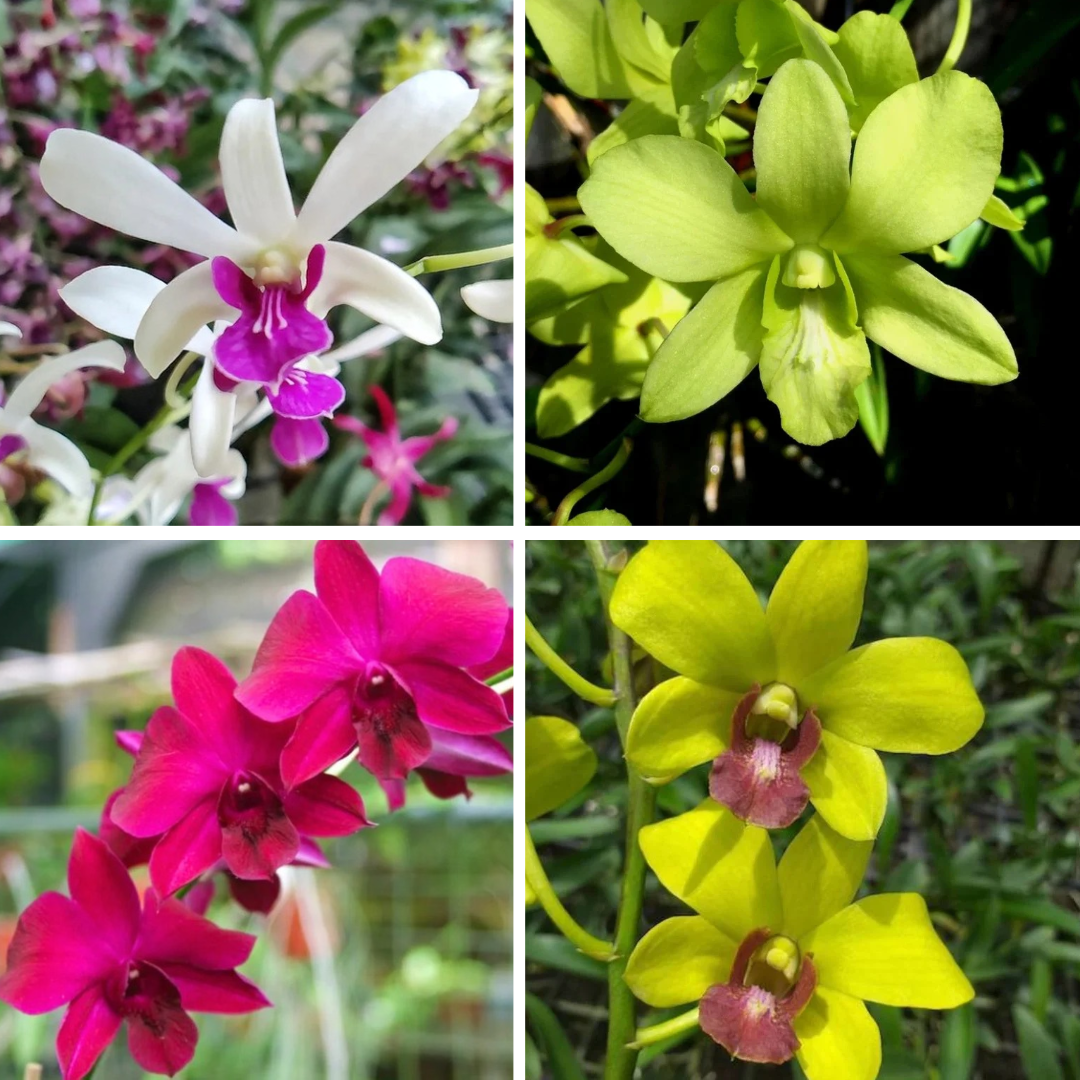 Dendrobium Blooming Combo Kit