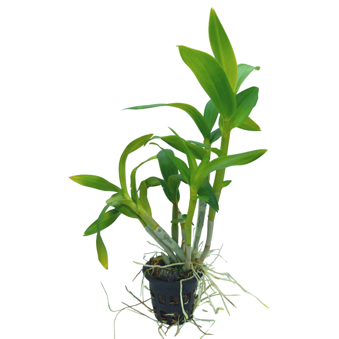Dendrobium Burana Jade x Thongchai Gold orchid plant with healthy green canes and leaves.
Online Live Orchid Plants in India.