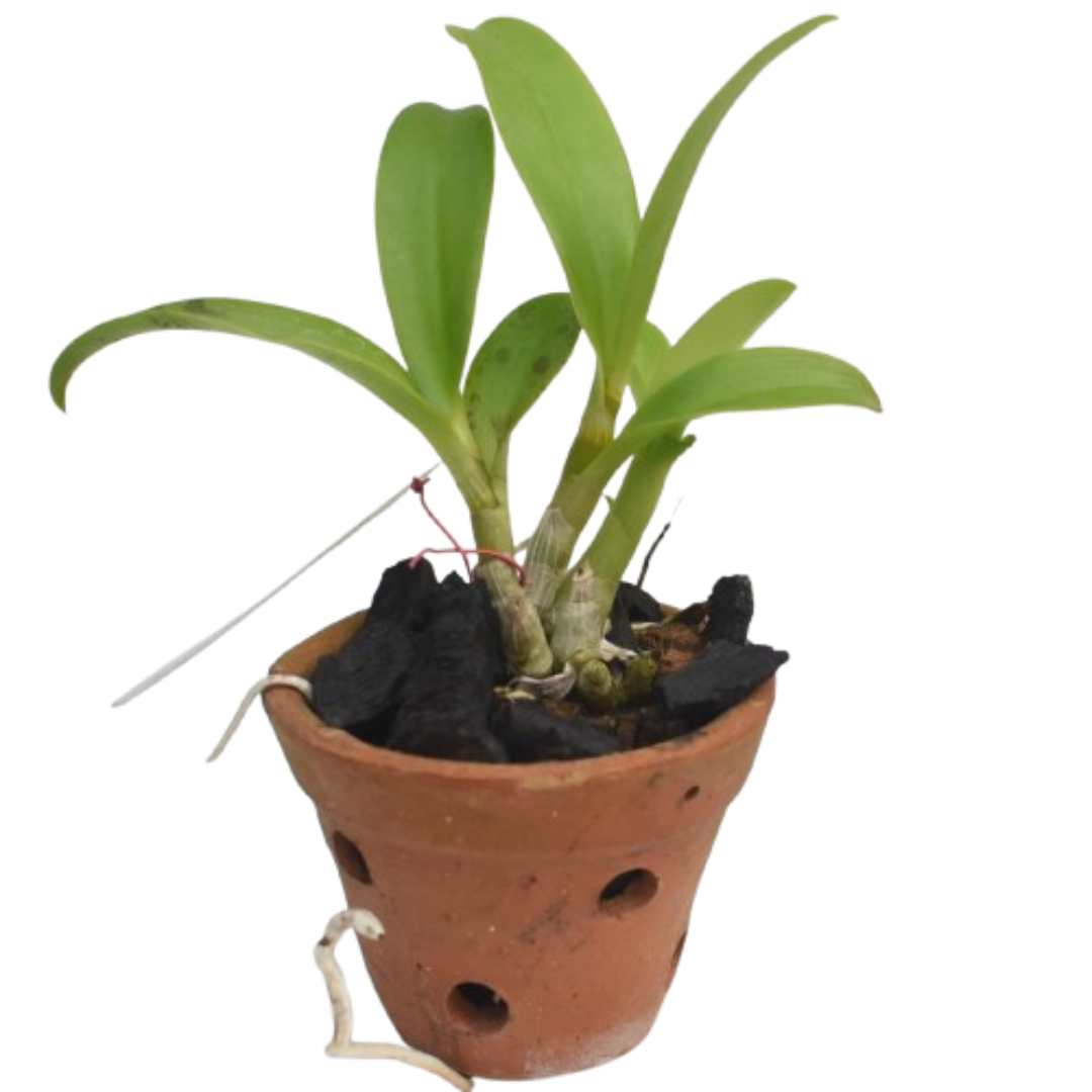 Dendrobium Burana Pearl Pink orchid plant with healthy green canes and lush foliage, suitable for indoor decor and orchid growing