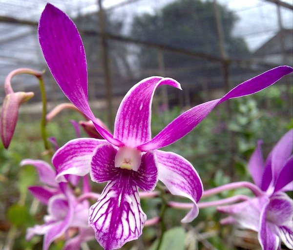 Dendrobium Ceasar Red Captain Junior