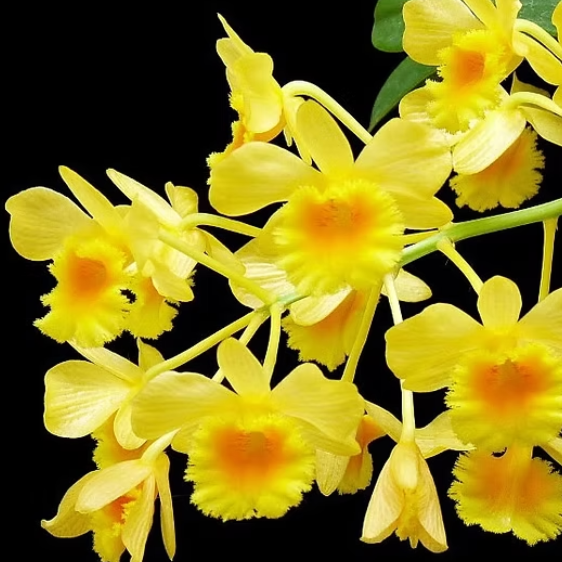 Dendrobium Chrysotoxum golden species orchid flower with bright yellow fragrant blooms, orange yellow throat, cascading flower sprays, and exotic tropical orchid beauty ideal for rare orchid collections, hanging orchid displays, greenhouse orchid growing, and species orchid collectors in India. Premium Himalayan Dendrobium orchid with waxy flowers, heavy blooming clusters, and vibrant ornamental floral display.