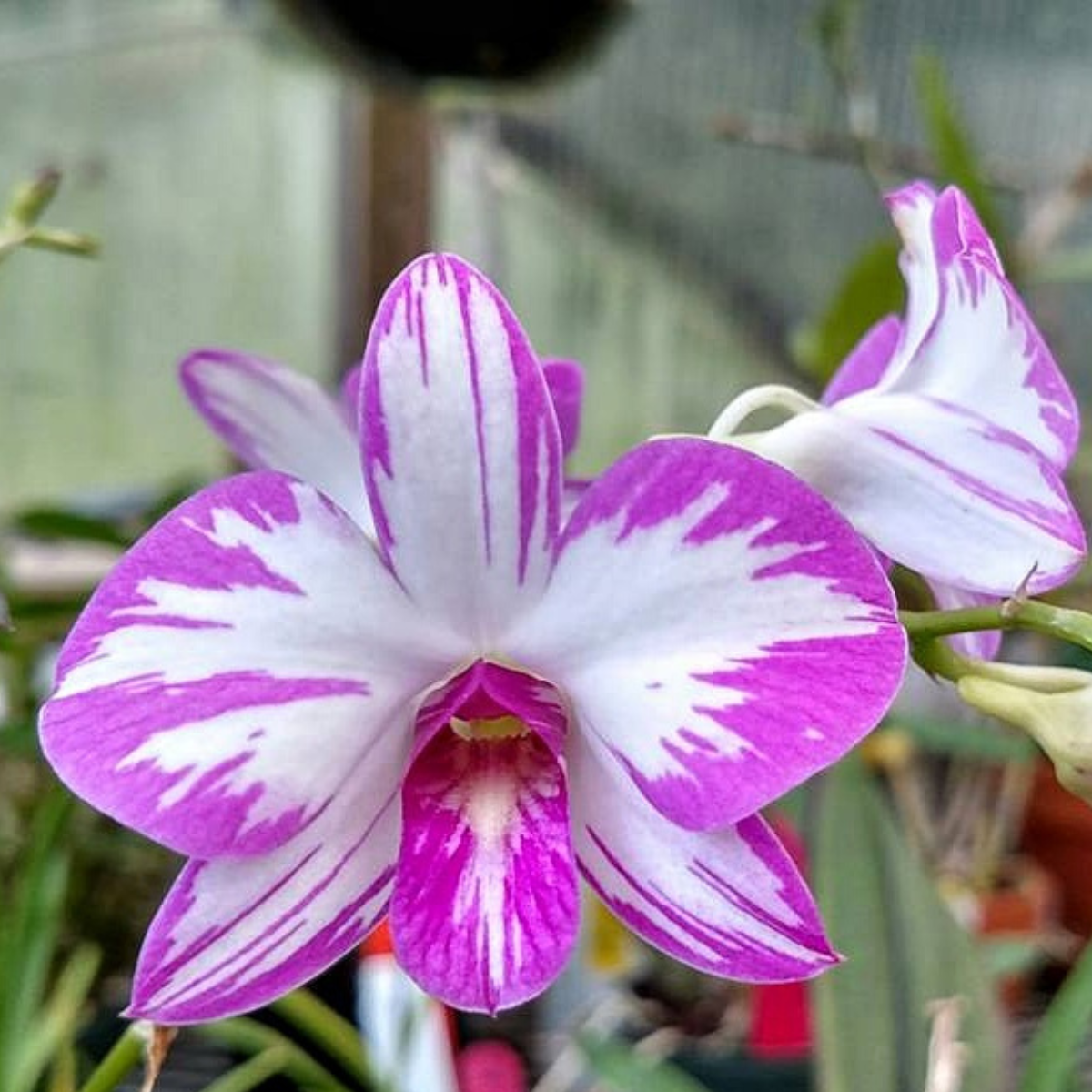 Dendrobium Enobi Splash orchid flower with white petals and pink splash pattern, exotic orchid in India
