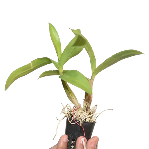 Dendrobium Enobi Splash live orchid plant with healthy green foliage, orchid plants online India