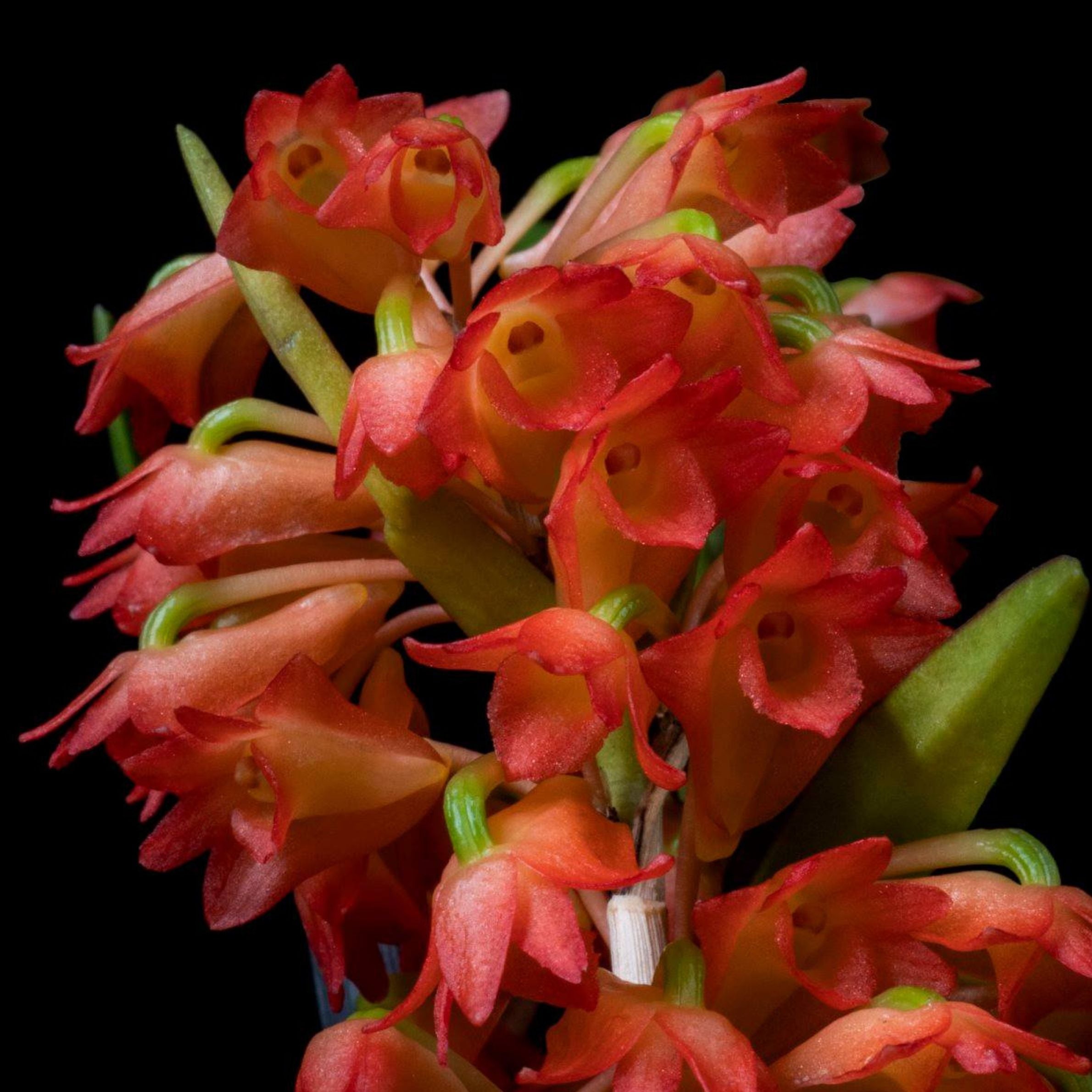 Dendrobium faciferum orchid showing small delicate orange to pink flowers arranged in clusters along the upper nodes of slender green canes, giving a natural wild forest orchid appearance.