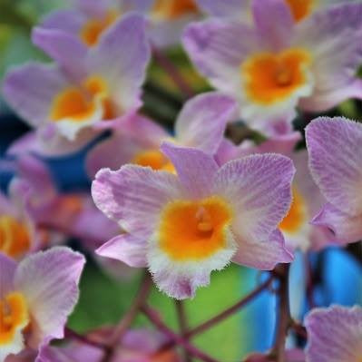 Dendrobium farmeri Pink orchid with clusters of delicate pink flowers, beautiful Dendrobium orchid variety