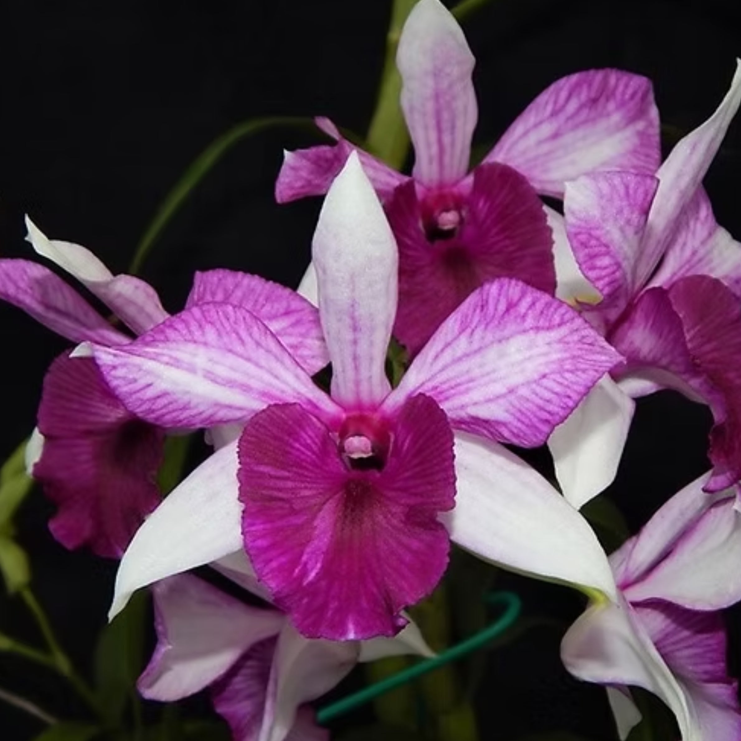 Dendrobium Freda Bratanata orchid flower with vibrant colourful blooms, attractive flower clusters, and tropical floral beauty ideal for Dendrobium orchids, Orchid Plants Online India, flowering orchid plants, and orchid collections.