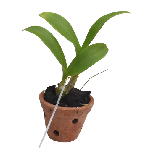 Dendrobium Giver God