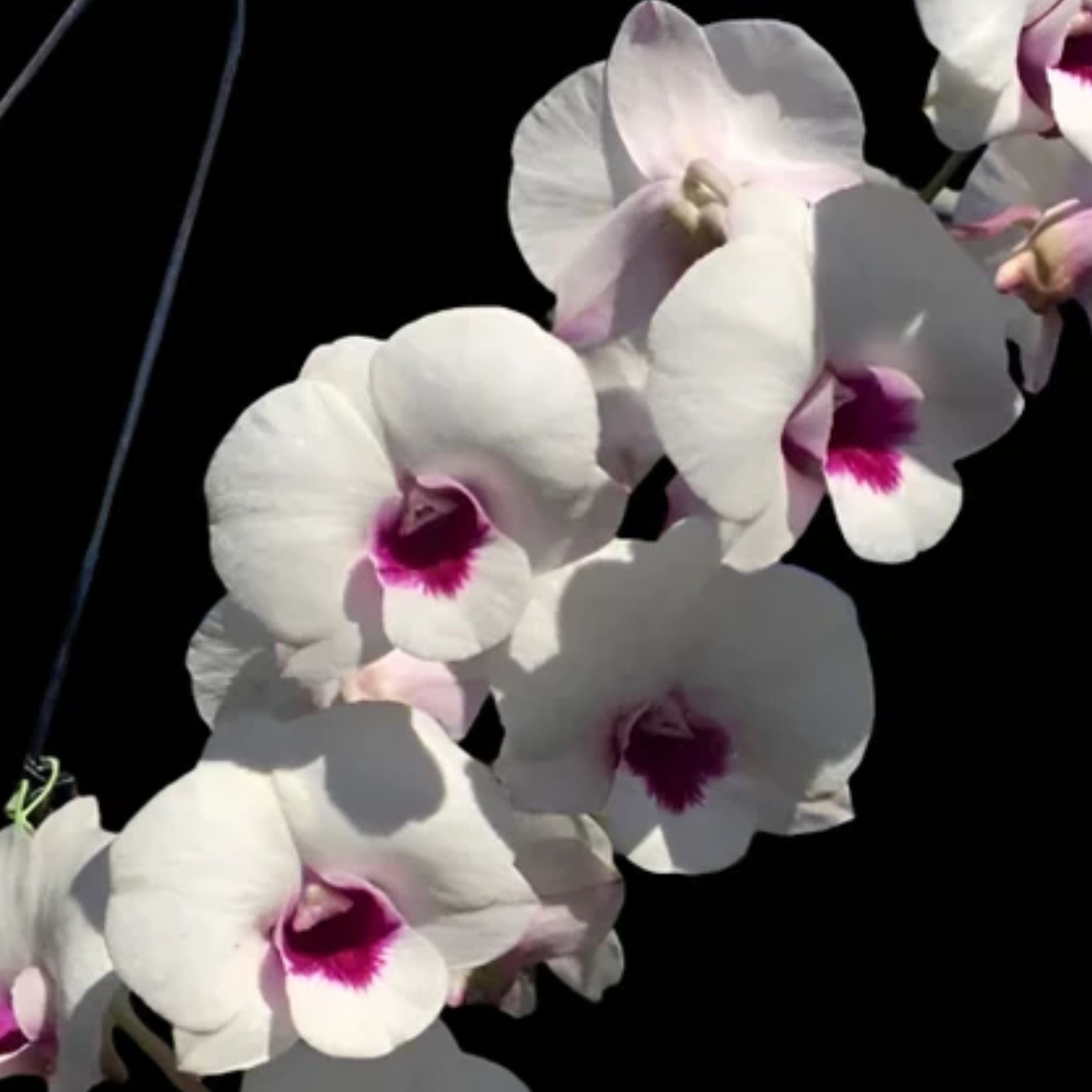 Dendrobium Glory White × Sirrirattana orchid flower with pure white petals, vibrant magenta pink lip, elegant flower clusters, and long lasting blooms ideal for Dendrobium orchids, Orchid Plants Online India, flowering orchid plants, and tropical orchid collections.