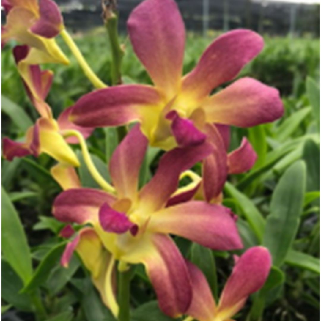 Dendrobium KGI Brown orchid flower with rich brown and golden tones and contrasting lip, rare coloured dendrobium bloom for indoor decor and plant lovers