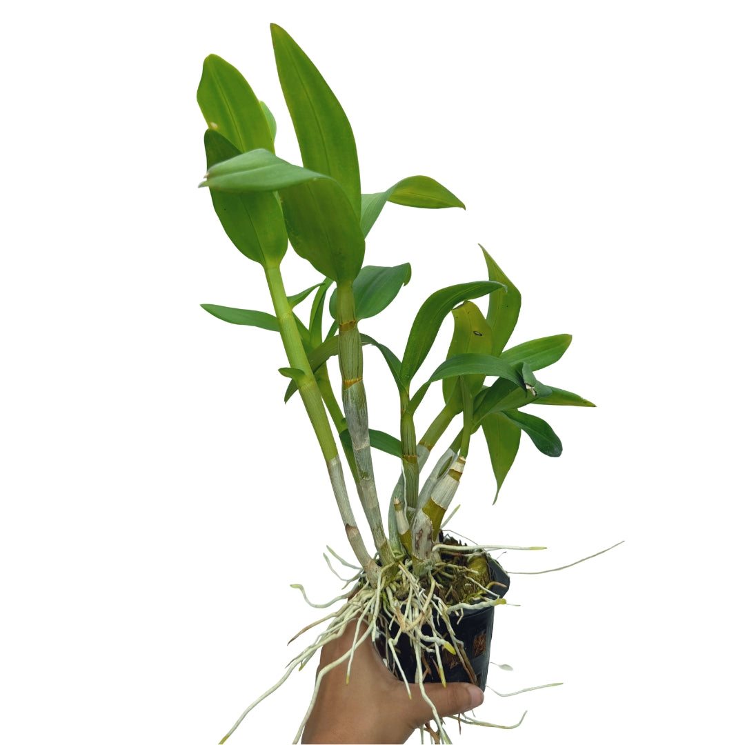 Dendrobium King Cobra x Warawan orchid plant with green canes and fresh foliage, suitable for indoor decor and orchid growing, live plant delivered to your doorstep