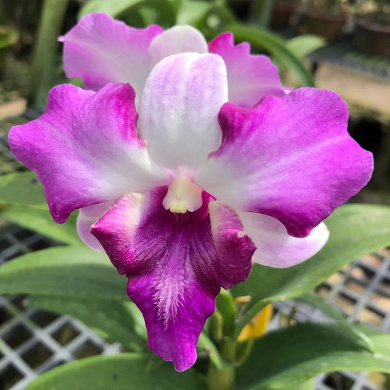 Dendrobium Seedling Combo 11