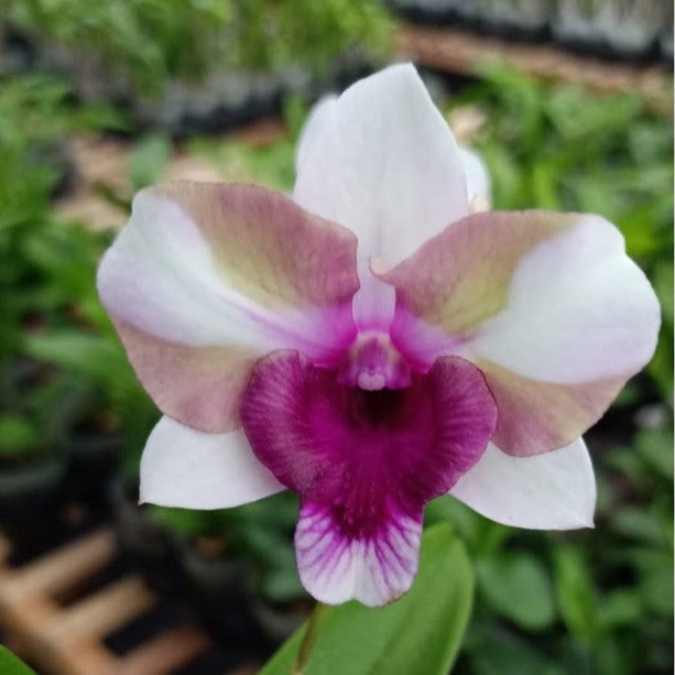 Dendrobium King Starbright orchid bloom with creamy white to yellow petals and bright purple lip, exotic indoor flowering orchid